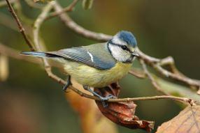 Imagen Una investigación demuestra el papel beneficioso de las aves para el...