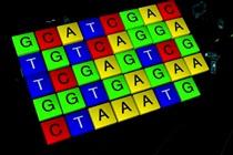 Imagen Un estudio internacional describe los procesos que dañan el ADN y...