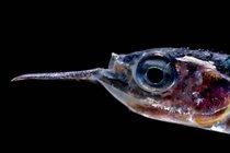 Imagen Investigadores revelan  que la biomasa de peces en el océano es 10 veces...