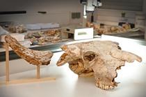 Imagen Investigadores de la Universidad de Oviedo recuperan el cráneo de un...
