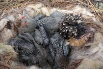 Imagen Investigadores descubren que un parásito de cría protege los nidos de...