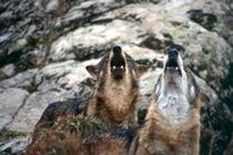 Image Las grabaciones de los coros de aullidos de lobos permiten determinar la...