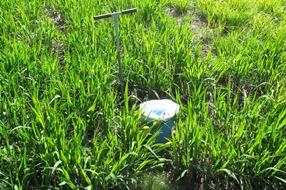 Image Investigadores concluyen que el miscanto sería el mejor cultivo herbáceo...