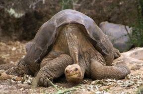 Imagen El genoma del Solitario George, la popular tortuga gigante de las Islas...