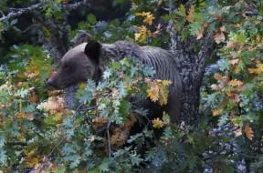 Imagen Nuevas aproximaciones para mejorar el seguimiento de las poblaciones de oso pardo