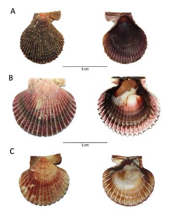 FIG3_Fotos del exterior e interior de la valva derecha de A) morfotipo de color típico de Mimachlamys varia; B) morfotipo de color típico de Argopecten purpuratus; C) morfotipo común de Aequipecten opercularis