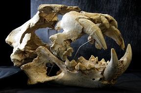 Imagen El león del Paleolítico cuyo esqueleto se descubrió en Llanes era más...