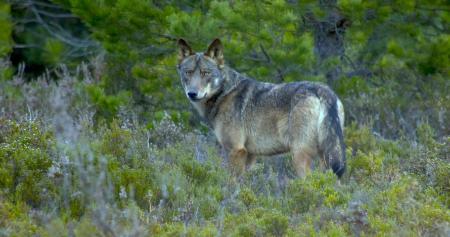 1 Un lobo avistado en la Sierra de la Culebra  Foto. Chisco Lema g