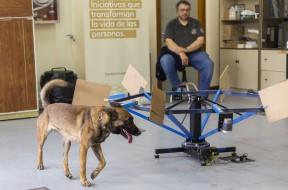 Imagen Canvida Detección y la Universidad de Oviedo impulsan una unidad canina para la detección de la COVID-19