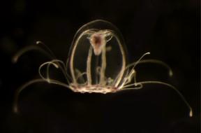 Imagen Un equipo de investigadores de la Universidad de Oviedo descifra el genoma de la medusa inmortal