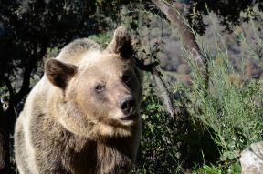 Imagen Una investigación de la Universidad de Oviedo y del CSIC revela que el cambio climático generará un aumento de los conflictos entre osos y humanos