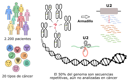 Infografía Genoma G