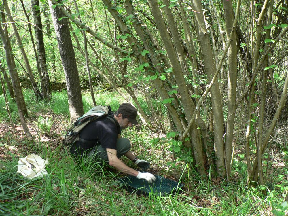 Imagen Una investigación de la Universidá d'Uviéu desvela quién esvalixa les granes de los árboles cuando sume'l monte