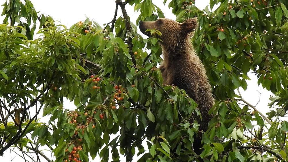 Imagen Una investigación de la Universidad de Oviedo analiza el impacto del cambio climático sobre el cerezo silvestre y sus efectos en el oso pardo