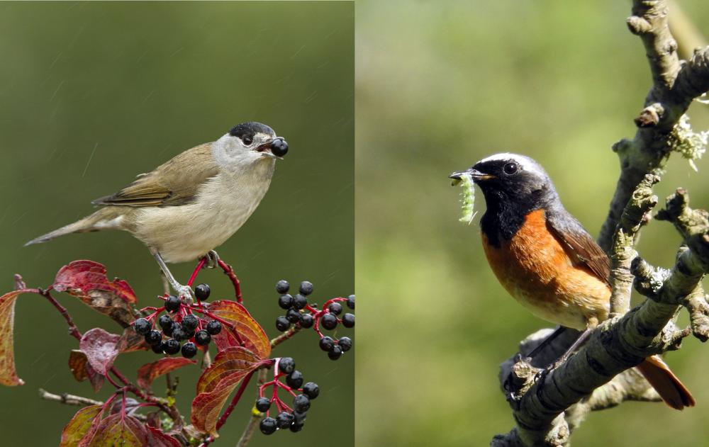 Imagen El control de plagas y la dispersión de semillas en las plantaciones de manzano dependen de las mismas especies de aves